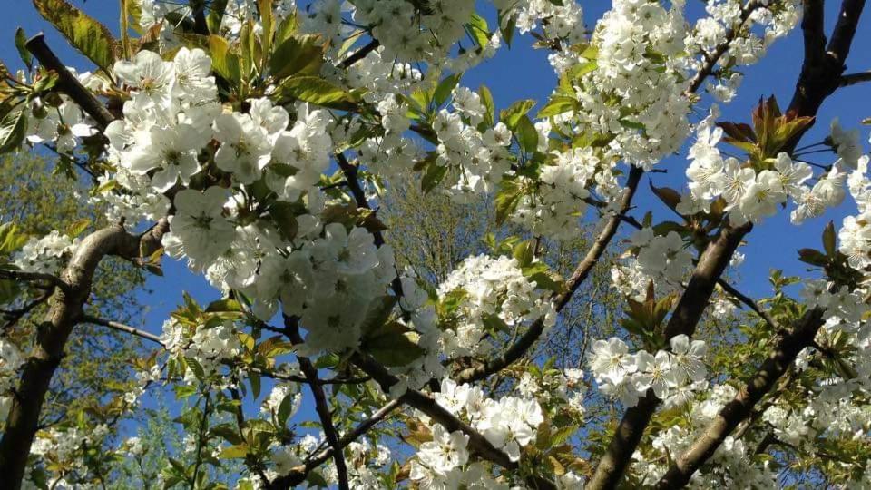 Vakantiehuis Aan Het Bos - Gelegen Aan De Tulpenroute Bant Exteriér fotografie